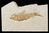 Bargain, Fossil Fish (Knightia) - Wyoming #89166-1